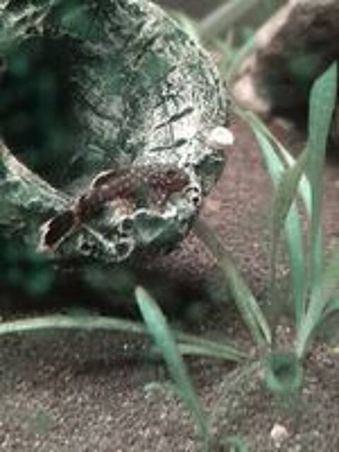   Ancistrus gold ou noir 