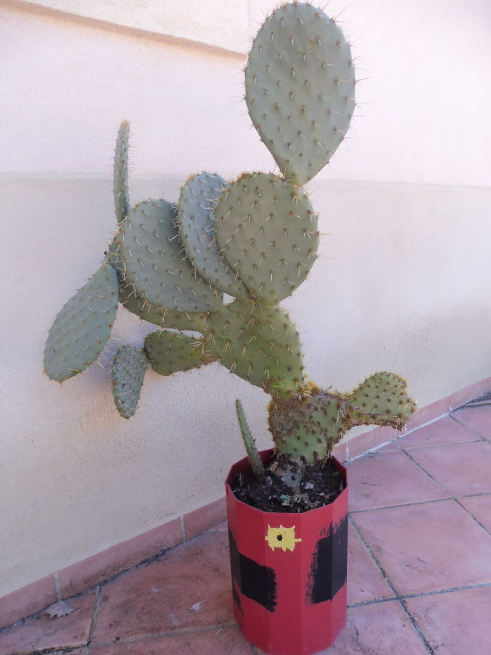  10 CACTUS au choix croissance rapide fleurs et fruits Jardin