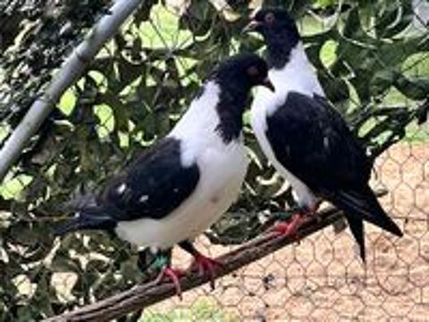   Pigeons : Strasser de Moravie 