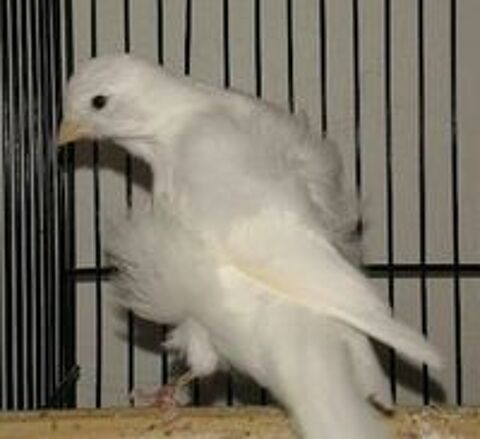   canari frise 