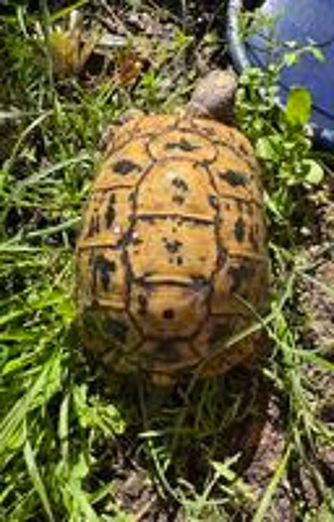   Tortue graeca nabeulensis 