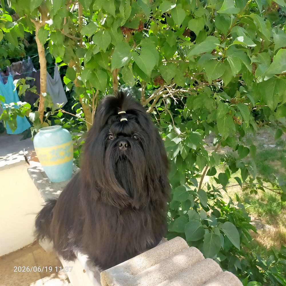   Saillie shih Tzu  