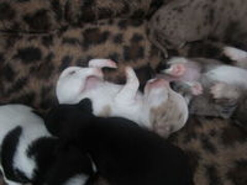   A réserver chiots de type chihuahua 