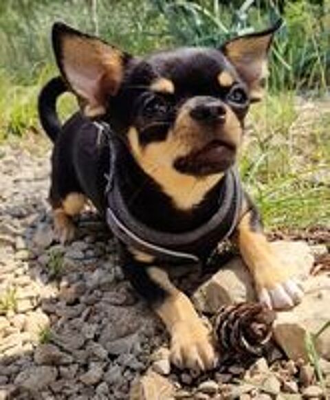   Ulysse, magnifique Chihuahua LOF noir et feu à poil court 