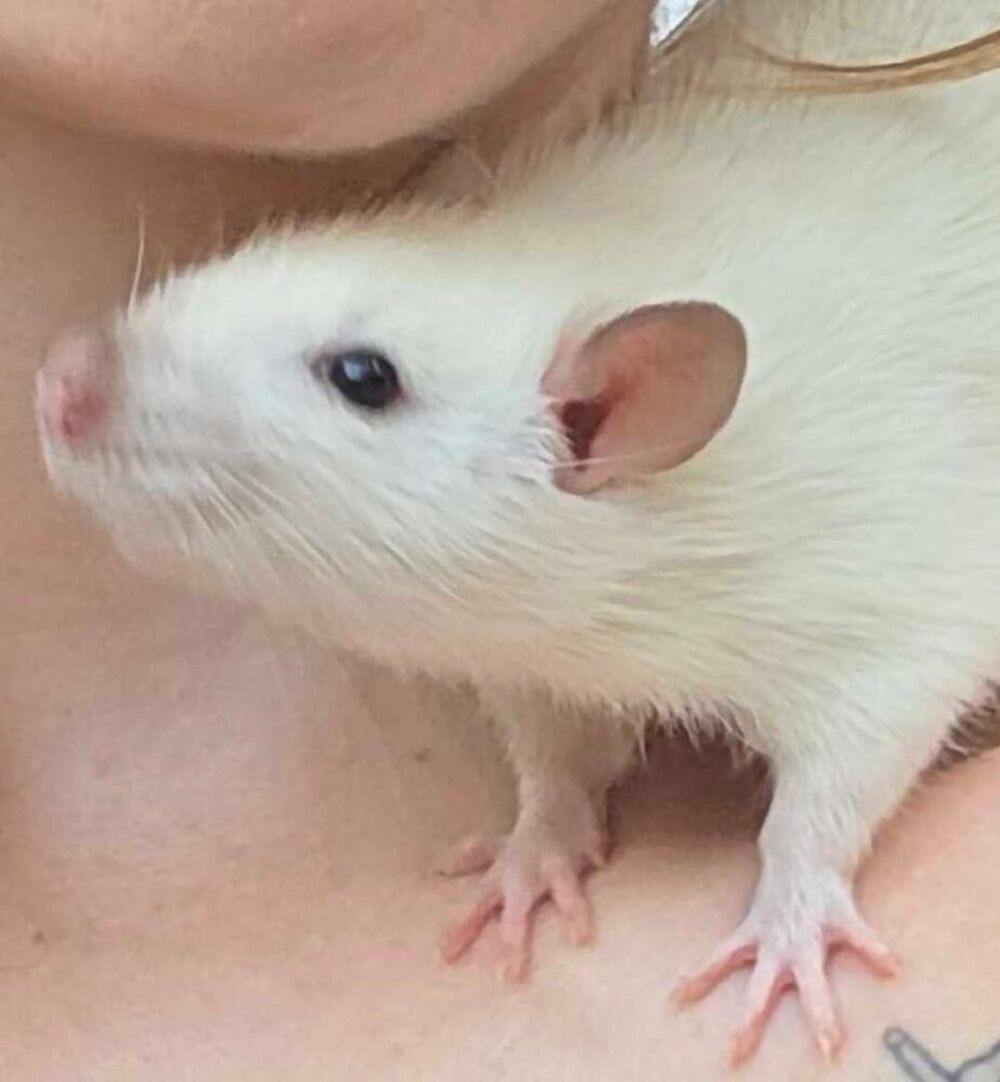   rat , cage et accessoires 