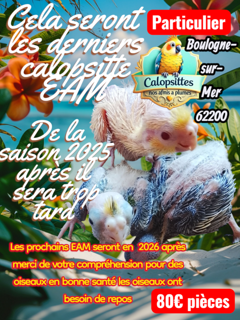 Calopsitte 80 62200 Boulogne-sur-mer