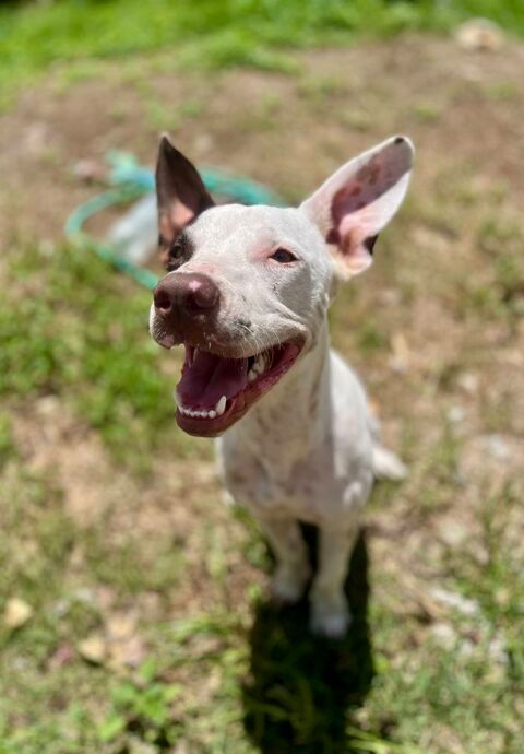 Neo, m&acirc;le crois&eacute; berger, n&eacute; le 01/01/2025 🐶 380 68000 Colmar