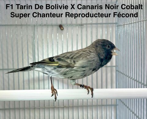 Tr&egrave;s Beaux Hybride F1 Tarin De Bolivie X Canaris Cobalt 2025 190 94450 Limeil-br�vannes