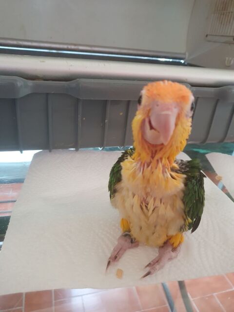 CAIQUE A VENTRE BLANC EAM 700 13380 Plan-de-cuques