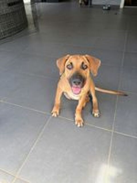   BANDIT est un chouette chien 