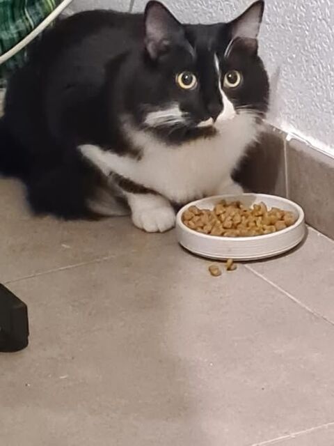 Chat TARZAN à l adoption 150 84200 Carpentras