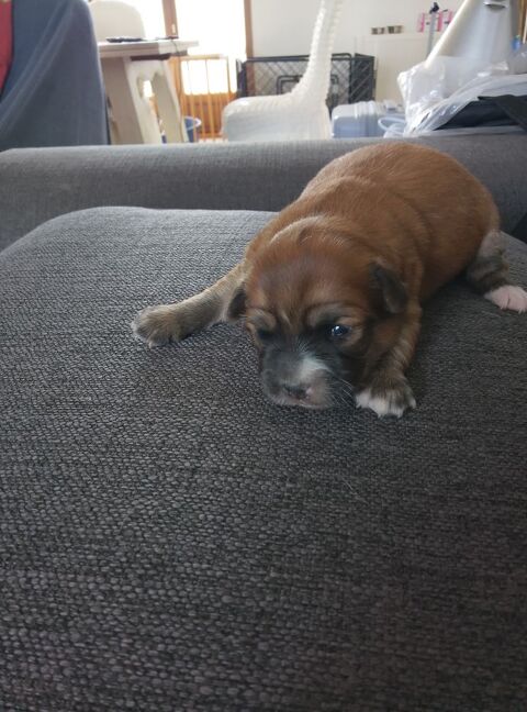 Chihuahua  a réserver 800 45300 Manchecourt