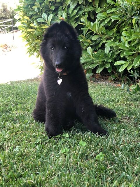 CHIOTS GROENENDAELS LOF LIGNEE BEAUTE 890 83630 Rgusse