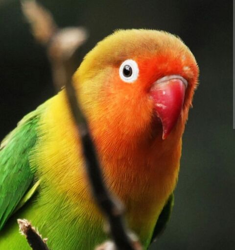 Ins&eacute;parables EPP 30 66740 Villelongue-dels-monts