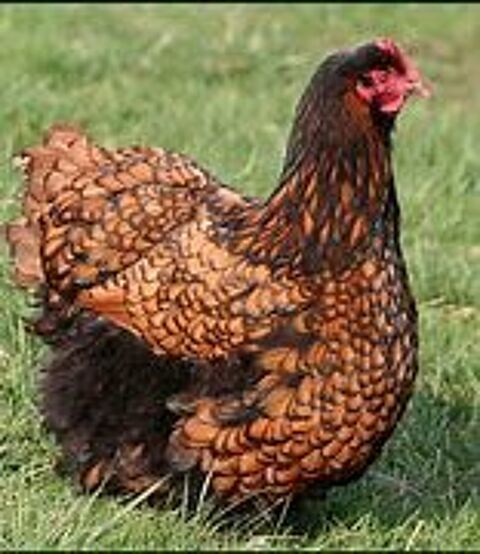 Poule orpington argent&eacute; ou odal ( fauve a liser&eacute; noir ) 39 77540 Courpalay