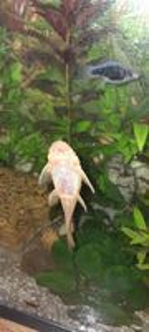   Petites crevettes grises  