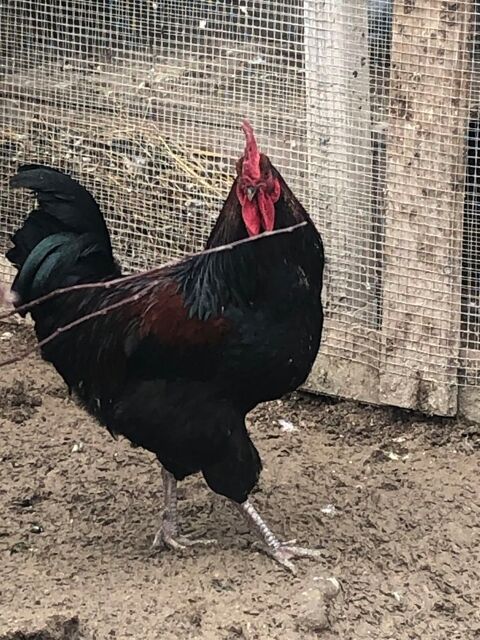 CoQ trs beau et un an seulement 51430 Tinqueux