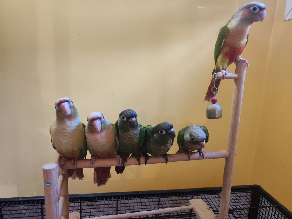   Conure de molina eam en cours de sevrage 