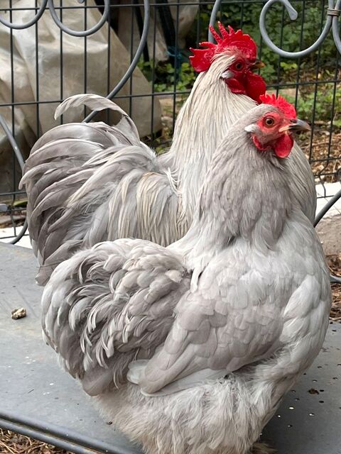 Couple de pekin gris 30 06370 Mouans-sartoux