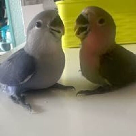   oiseaux inséparables eam 