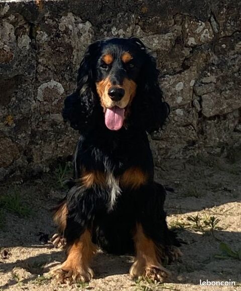 A r&eacute;server chiots Cockers Spaniels Anglais 0 37390 Notre-dame-d'oé