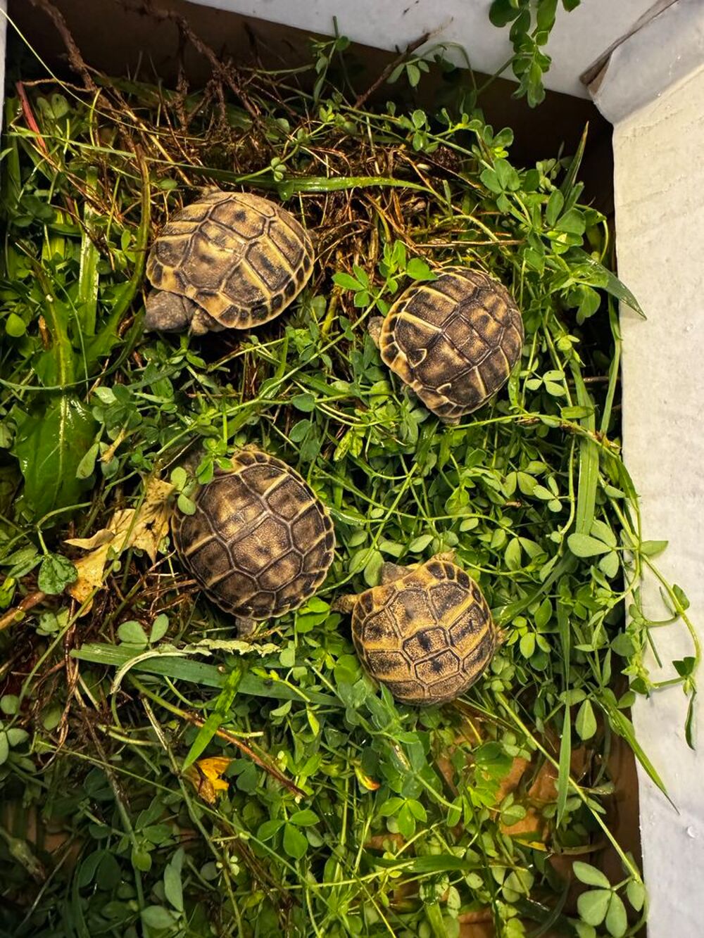   TORTUES JUVENILES  