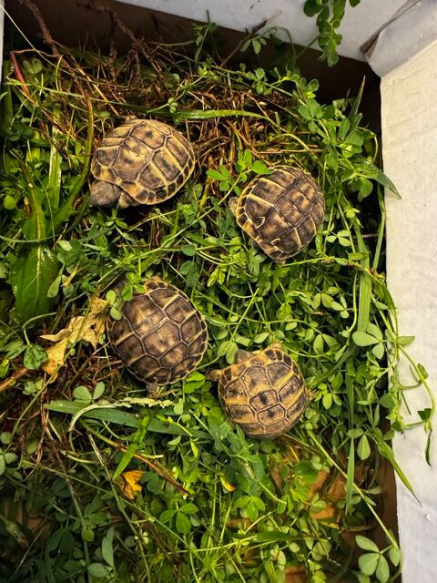 TORTUES JUVENILES 50 31000 Toulouse