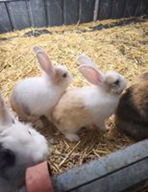   Lapins  