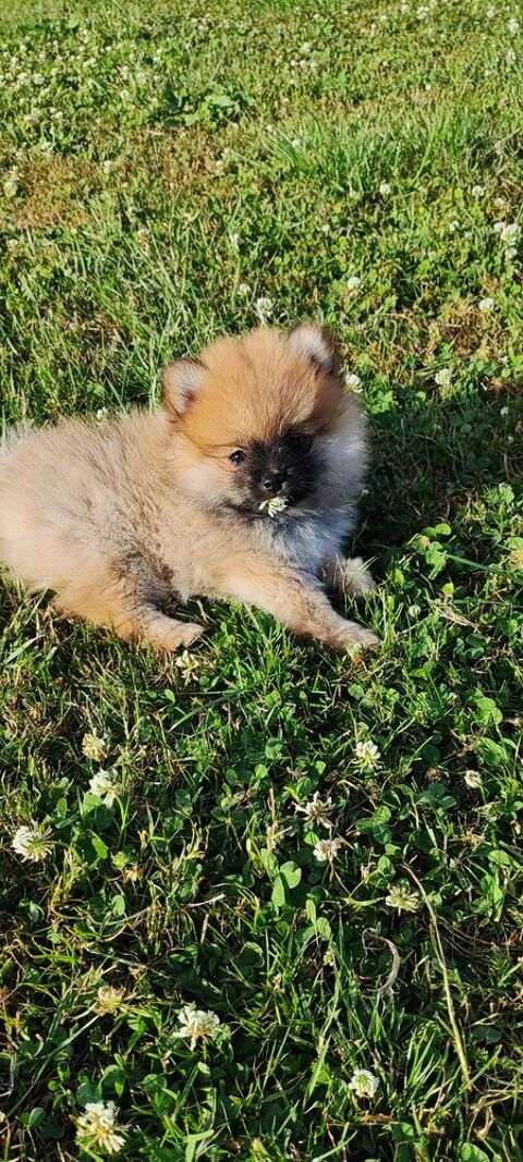 Chiots Spitz Main Pom&eacute;ranien 1300 59143 Watten