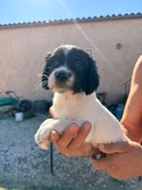   A l adoption 