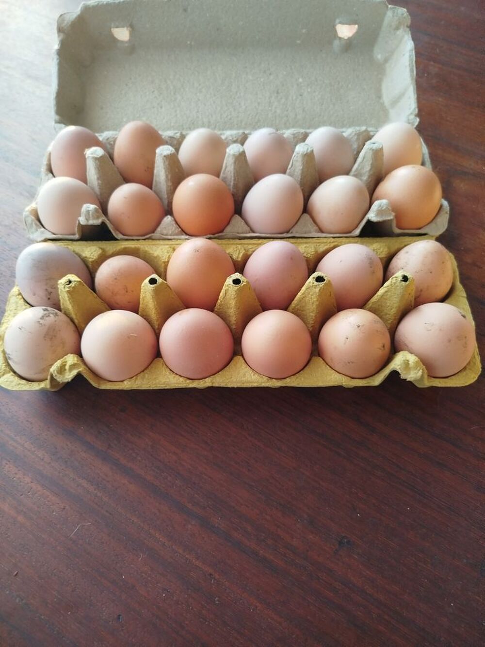   Oeufs de poules  