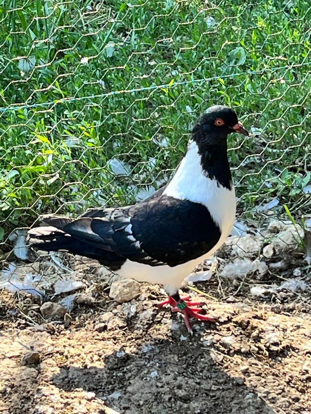   Pigeons : Strasser de Moravie 