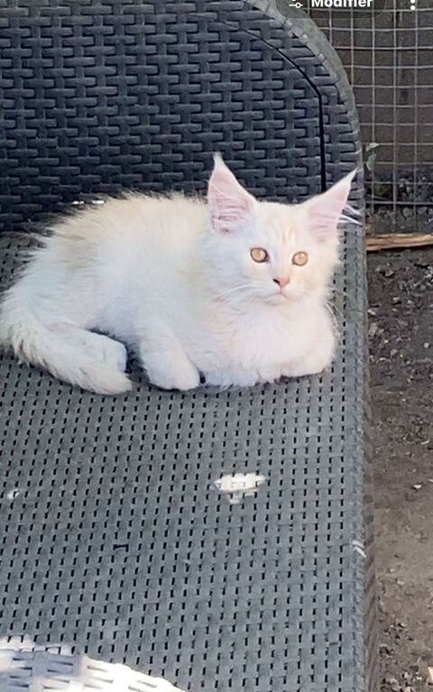 MAINE COON ? CHATONS DISPONIBLES ??? les loulous de c?ur  740 88000 Épinal