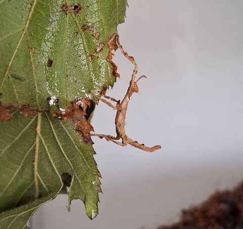 Phasmes scorpion 1 25370 Métabief