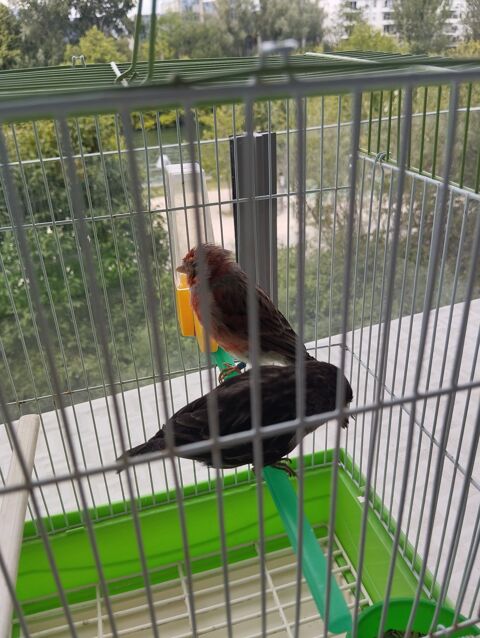 Canari avec cage 50 93160 Noisy-le-grand