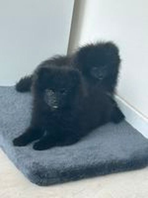   Chiot spitz 