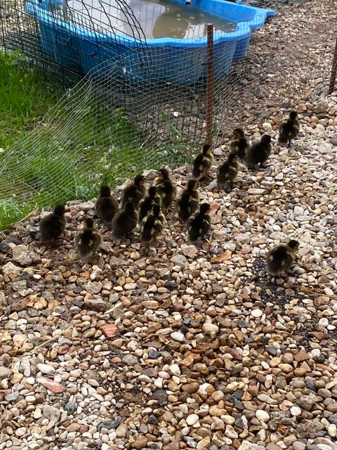 Caneton col vert pure race  5 59470 Wormhout