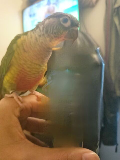 PERDU OISEAU  PARIS 10 (Lariboisi&egrave;re / Guy-Patin)
0 75010 Paris