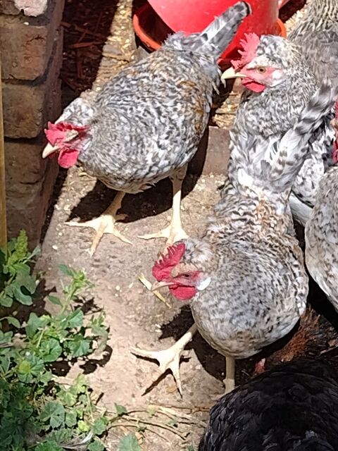 coq pure race 
15 28160 Bullou