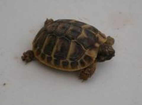   BB tortues H 