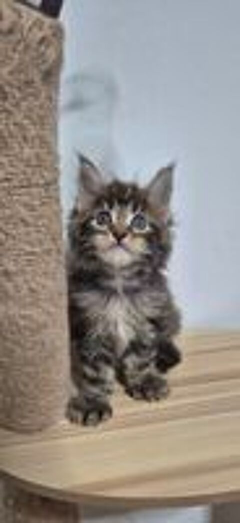   2 mâles et 1 femelle maine coon disponible  