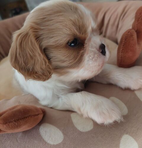 Cavalier king charles 1200 16220 Vouthon