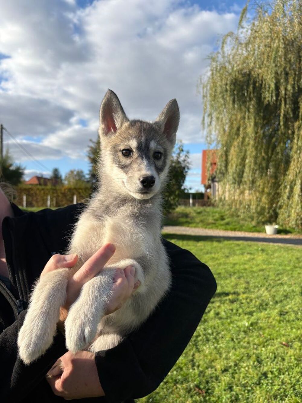   Chiot husky lof  