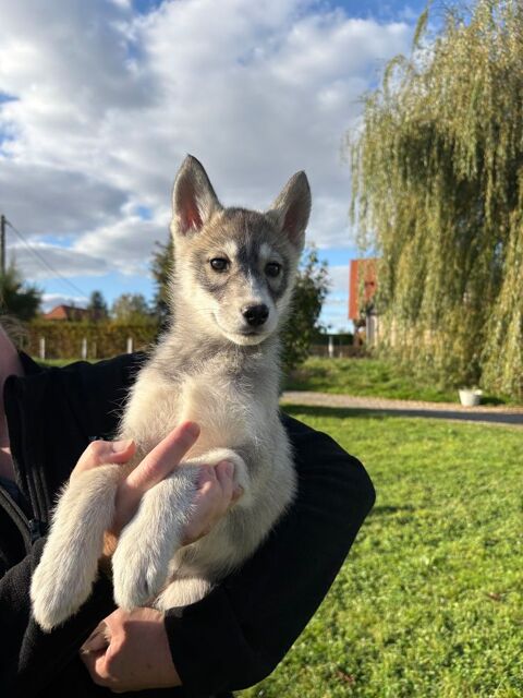 Chiot husky lof 1000 76780 Sigy-en-bray