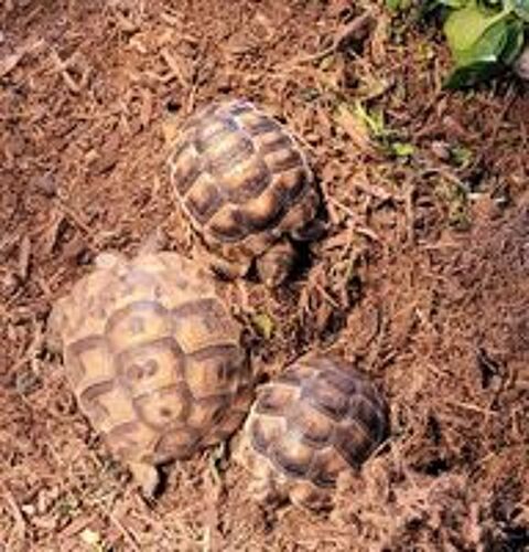   RECHERCHE TORTUES ? FEMELLES ADULTES  