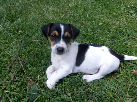 bb jack russell terrier croisé pinsher a reserver 450 16240 Paizay-naudouin-embourie