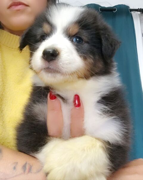 Chiots Bergers Australiens LOF à réserver
1600 33830 Belin-bliet