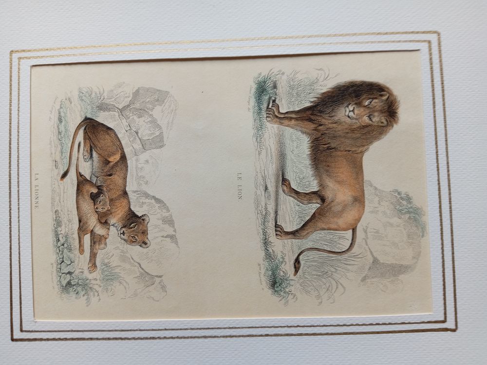  MAMMIFERES 52 GRAVURES ORIGINALES DE BUFFON DE 1839
