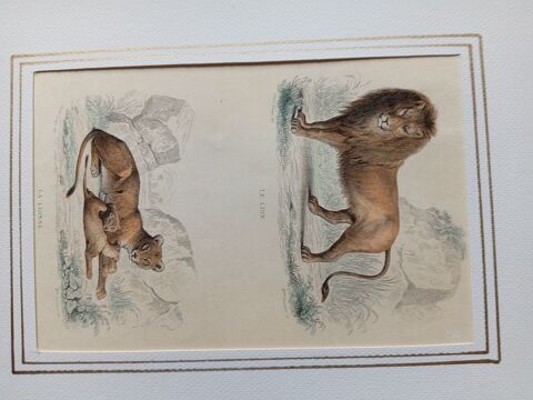    MAMMIFERES   52 GRAVURES ORIGINALES DE  BUFFON  DE 1839
4 Montigny-lès-Metz (57)