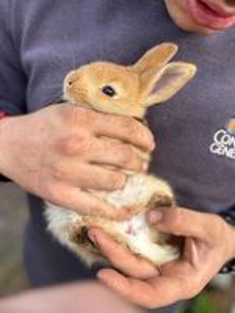   Lapine géant des Flandre X papillons  